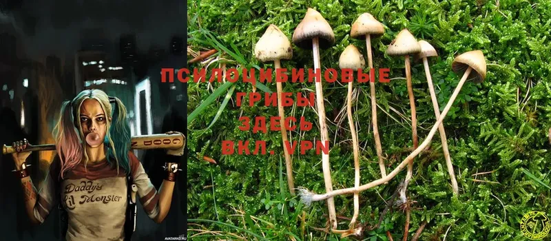 Галлюциногенные грибы MAGIC MUSHROOMS  даркнет как зайти  Мирный 